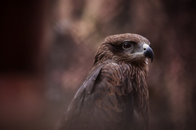选择聚焦摄影褐色的鹰
